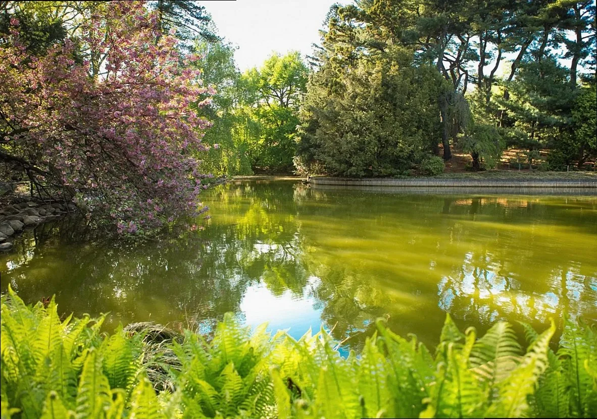 the park, botanical garden, tree, garden, nature, summer, landscape, spring, water, japanese garden, bloom, plant, green